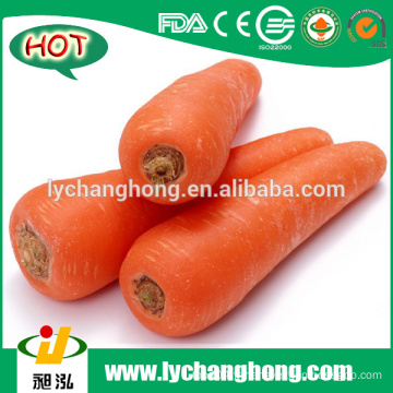 2016 New Shandong Fresh Red Carrot